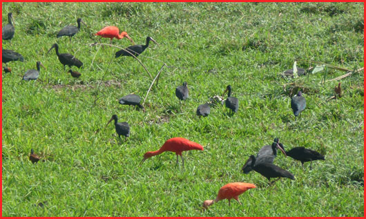 ibis rouge et noir